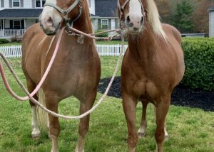 11+ Chipaway stables horses for sale information